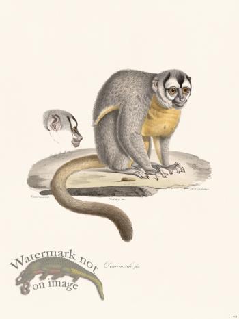 Cuvier 413 Douroucouli Fem